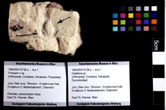 Foto (Objket + Etiketten) von Distefania sp. 